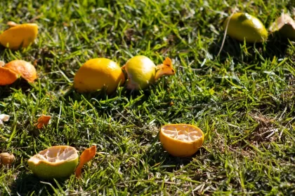utiliser la peau des agrumes dans le jardin compost parasites citron orange