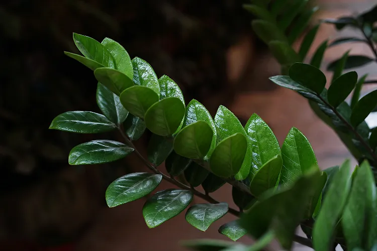 zamioculcas pépéromia quelle plante fleurie pousse dans le noir pothos