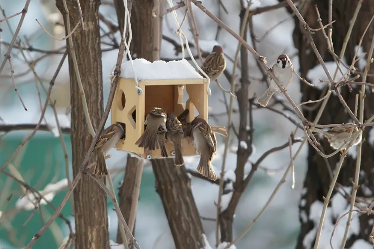 accrocher des mangeoires à oiseaux pour éloigner les moineaux du poulailler