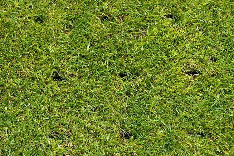 aération sol se débarrasser des gros vers blancs dans le gazon potager pelouse hanneton