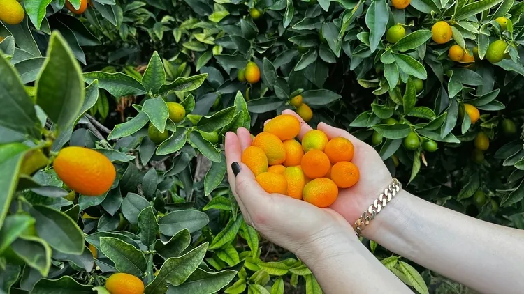 agrumes résistant au froid kumquat fortunella margarita