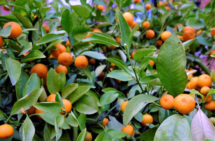 agrumes résistant au gel mandarine satsuma