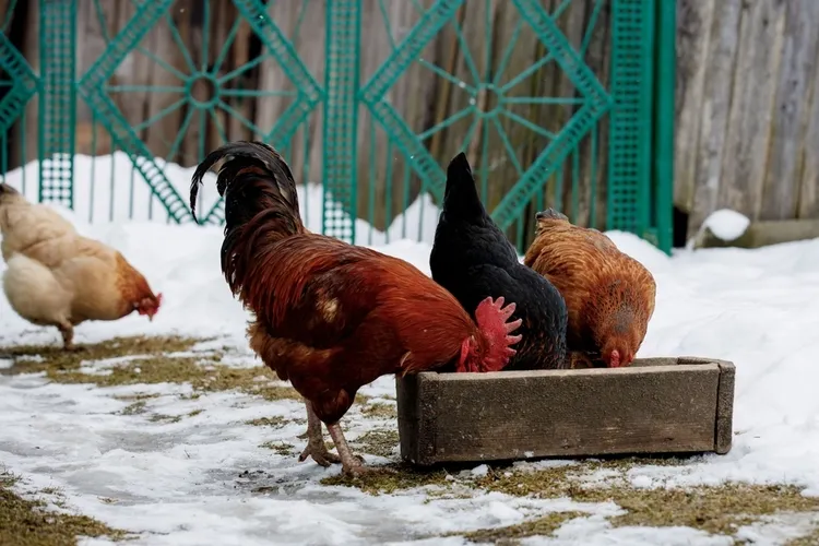 alimentation des poules en hiver aliments riches en protéines