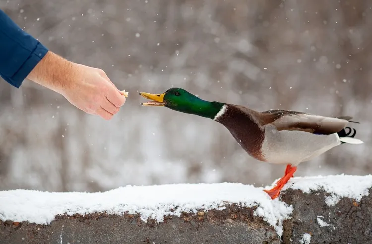 aliments toxiques pour les canards ne pas donner aux oiseaux domestiques sauvages