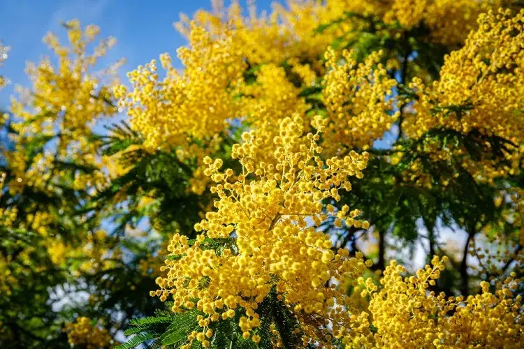 arbres et arbustes à fleurs jaunes en hiver