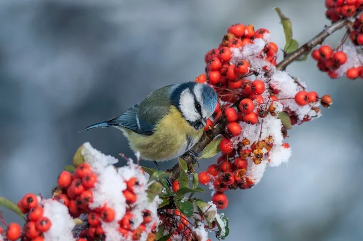 arbuste à baies en hiver pour attirer les oiseaux