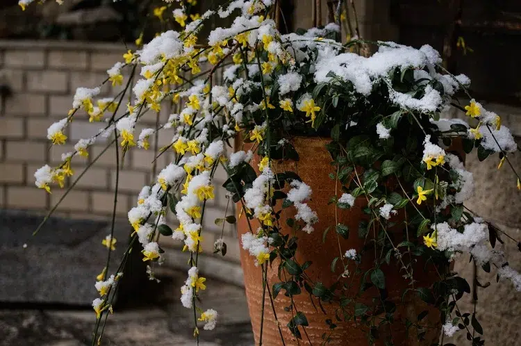 arbuste en pot avec des fleurs jaunes en hiver