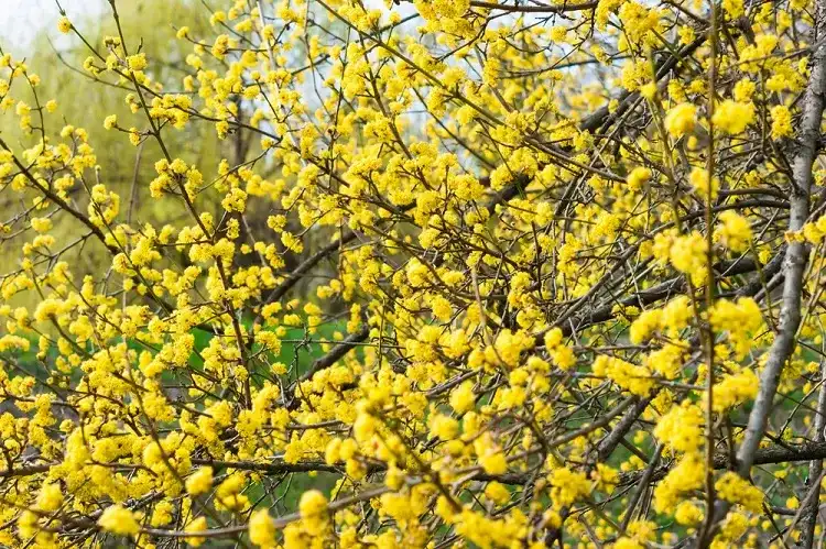 arbuste fleuri abondamment d un jaune eclatant