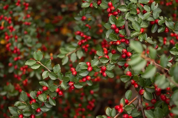 arbustes à baies rouges attirer les oiseaux en hiver le cotoneaster