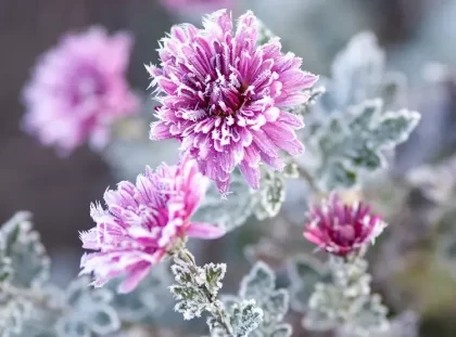 aster fleur qui résiste au gel neige froid fleurit en hiver jardin