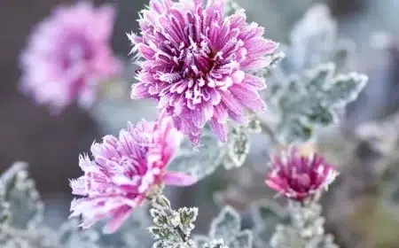 aster fleur qui résiste au gel neige froid fleurit en hiver jardin