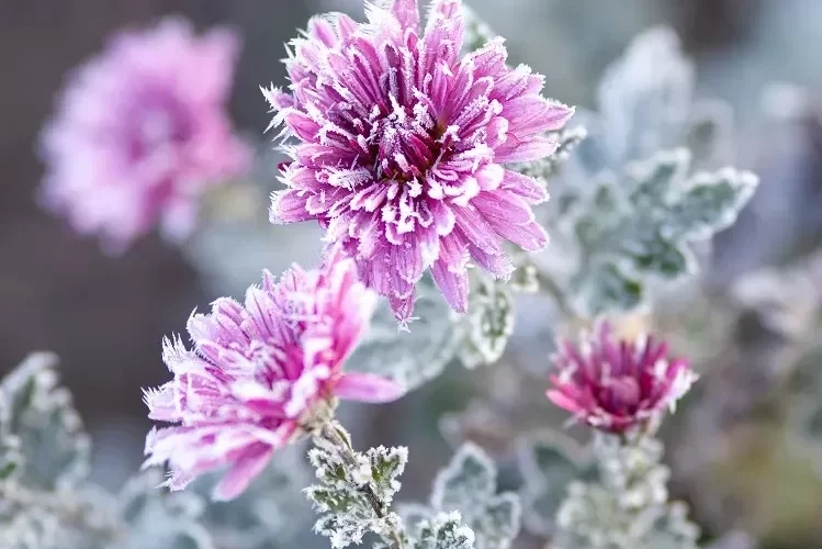 aster fleur qui résiste au gel neige froid fleurit en hiver jardin