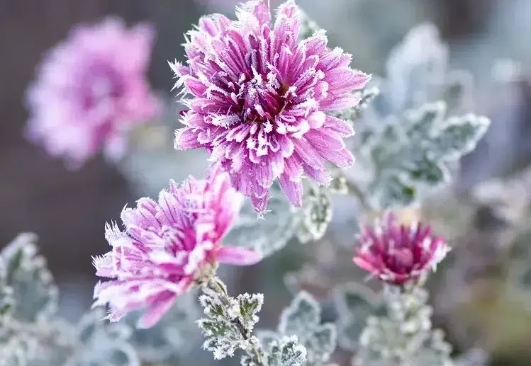 aster fleur qui résiste au gel neige froid fleurit en hiver jardin