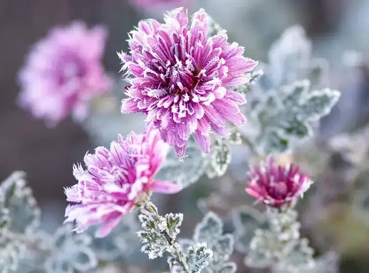 aster fleur qui résiste au gel neige froid fleurit en hiver jardin