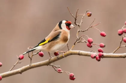 astuces comment attirer les chardonnerets dans son jardin potager verger