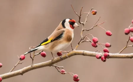astuces comment attirer les chardonnerets dans son jardin potager verger