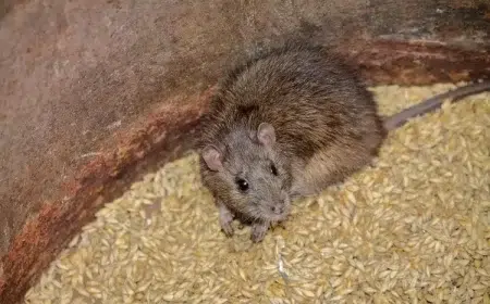 astuces comment empêcher les rats de manger les graines des poules et les éloigner du poulailler