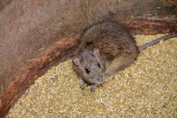 astuces comment empêcher les rats de manger les graines des poules et les éloigner du poulailler