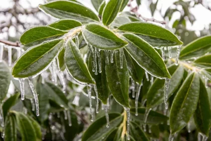 astuces comment protéger le laurier rose du gel pleine terre l'hiver