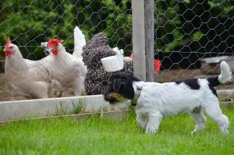 astuces comment protéger les poules du chien sécuriser le poulailler installer grillage de protection