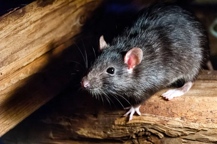 attire le plus les rats utiles nuisibles fait contestable opinions différentes infestations raisons