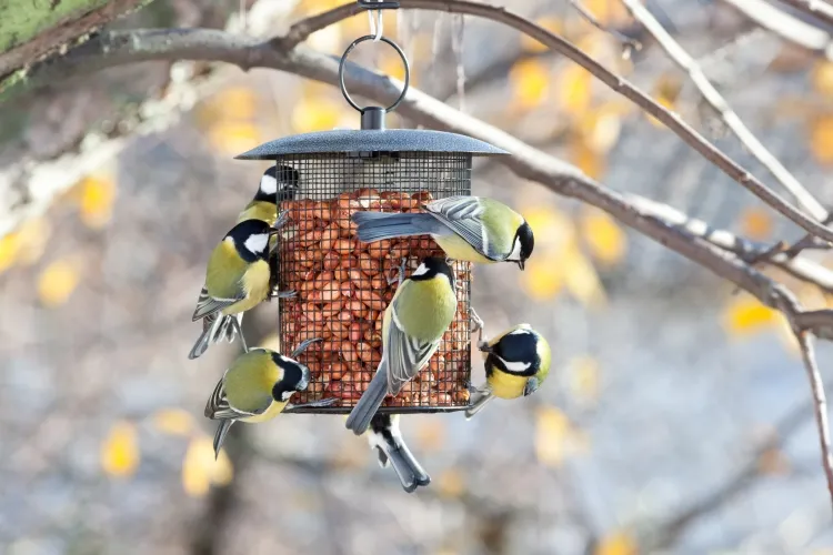 balle de tennis dans le jardin sauver oiseaux petits animaux hiver assurer nourriture eau mangeoire abreuvoir