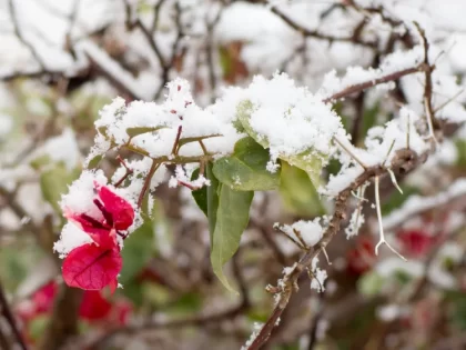 bougainvillier gelé que faire