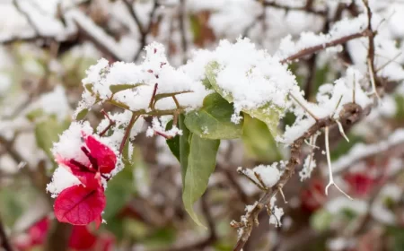 bougainvillier gelé que faire