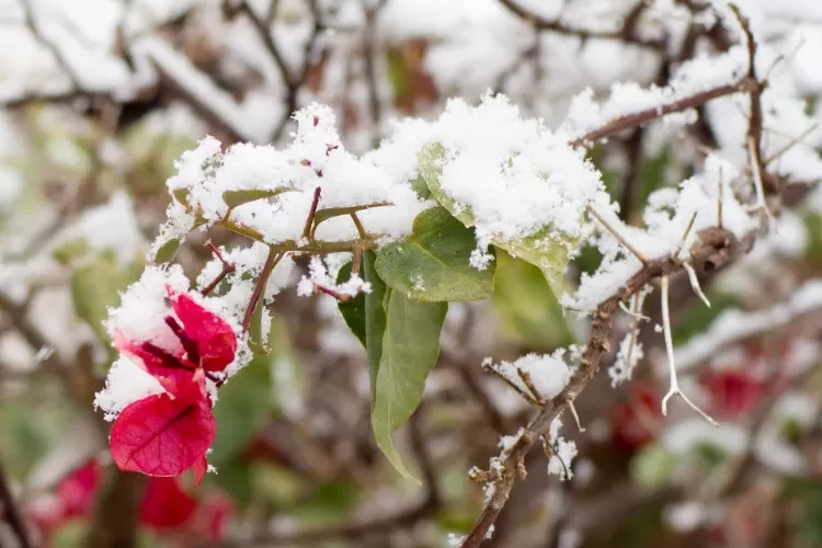 bougainvillier gelé que faire