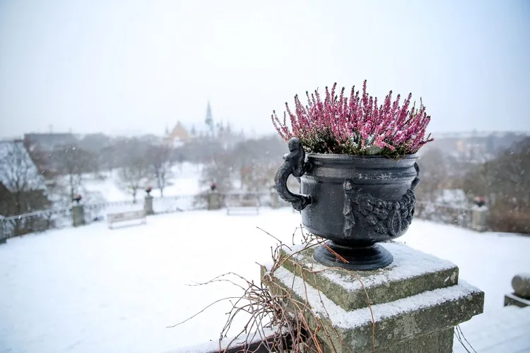 bruyère d’hiver fleur en pot extérieure qui supporte le gel froid neige