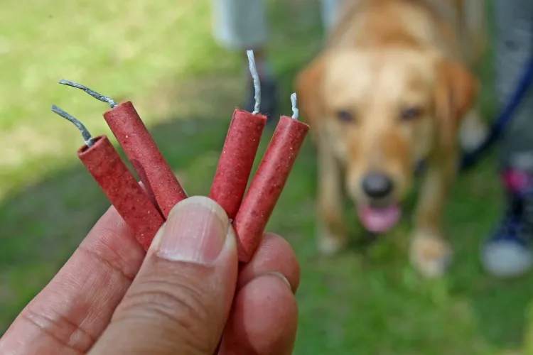 calmer un chien qui a peur des feux d'artifice manifester stress lumières odeurs bruits prendre mesures