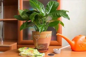 cendre de bois pour les plantes d'intérieur