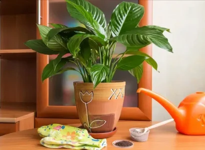 cendre de bois pour les plantes d'intérieur