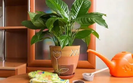 cendre de bois pour les plantes d'intérieur