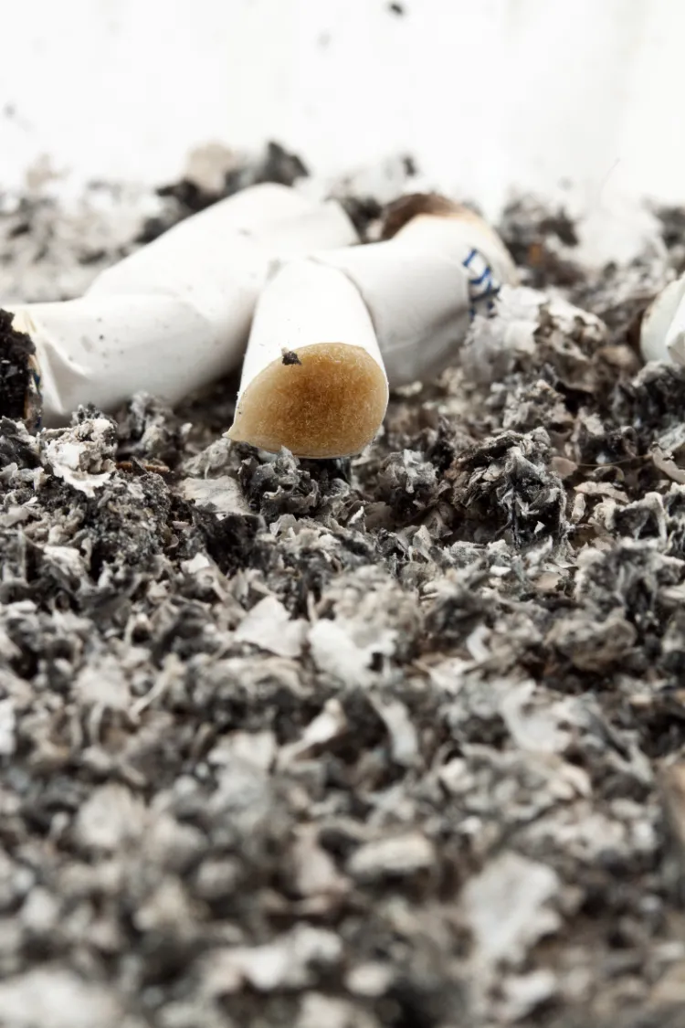 cendres de cigarettes bénéfiques pour les plantes