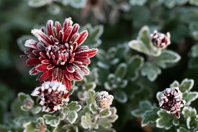chrysanthèmes fleurs qui ne gèlent pas poussent dans la neige jardin hiver