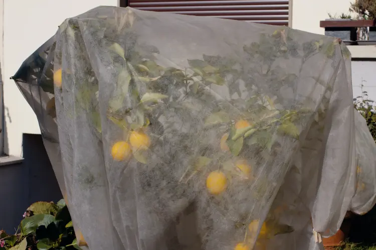 citronnier perd ses feuilles en hiver pourquoi que faire causes remédier 