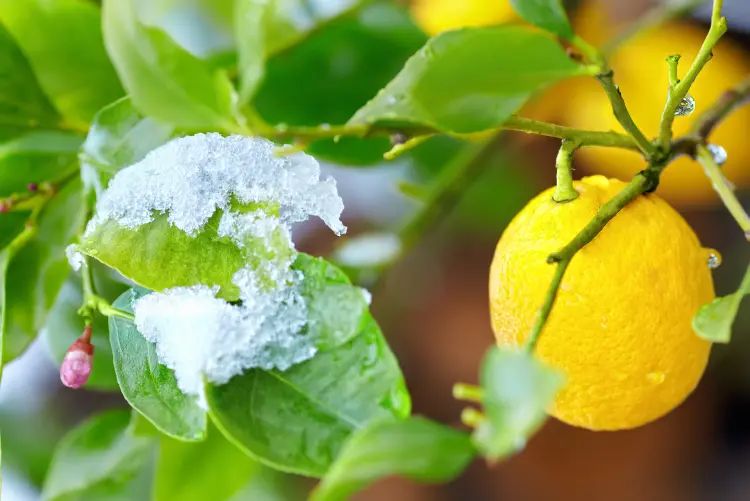citronnier perd ses feuilles en hiver que faire maladie jaunissent tombent olesia bilkei shutterstock