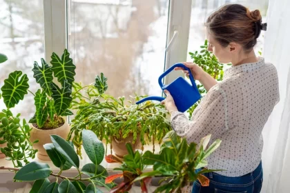 comment arroser schlumbergera erreurs assécher tremper comment éviter vérifier humidité sol