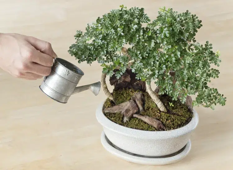 comment arroser un bonsaï d’intérieur tester sentir sol toucher arroser légèrement sec