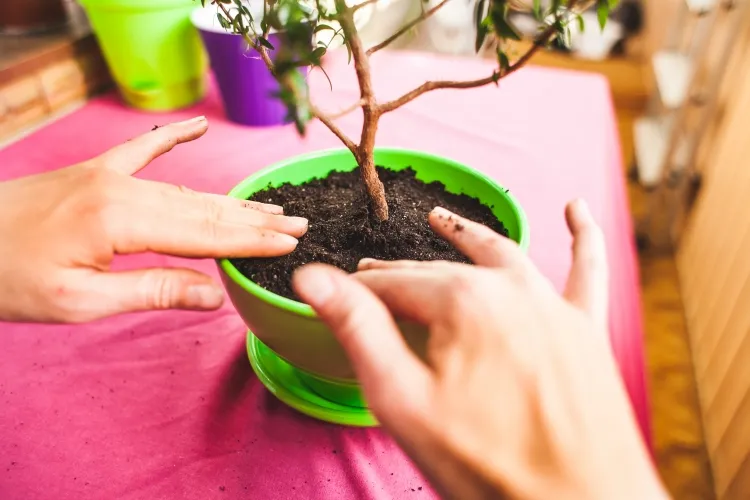 comment arroser un bonsaï en pot avant arroser vérifier taux humidité sol