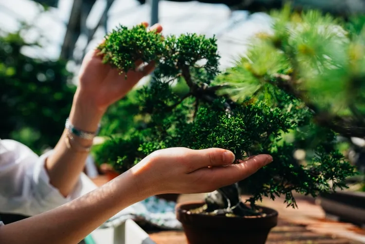 comment arroser un bonsaï terme japonais arbre miniature fonction décorative art spiritualité