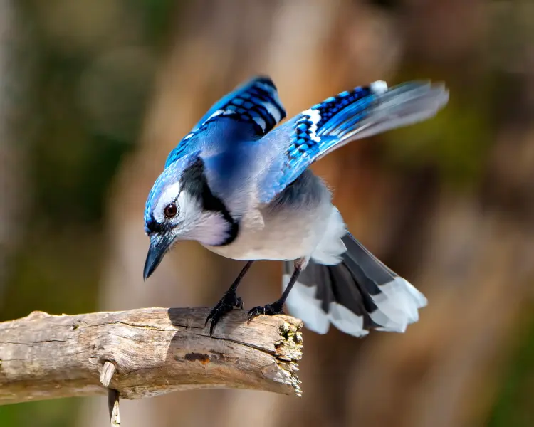 comment attirer le geai bleu jardin graines nourriture signification rejean 