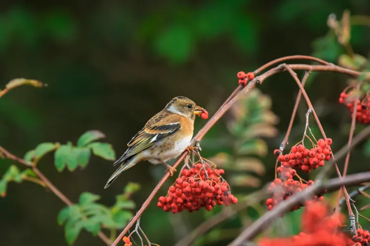 comment attirer le pinson du nord nourriture mangeoire balcon jardin tournesol