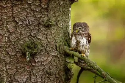 comment attirer les chouettes