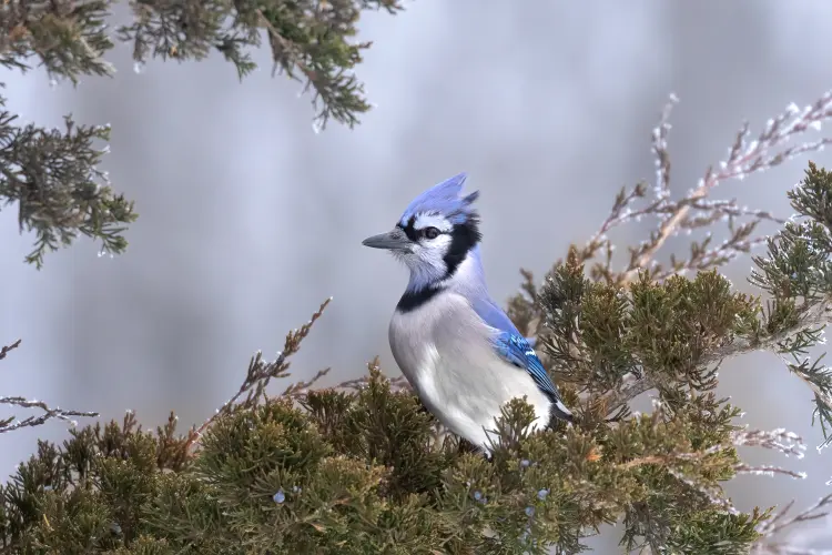 comment attirer les geais bleus comportement mangeaoire jardin arbres arbustes graines 