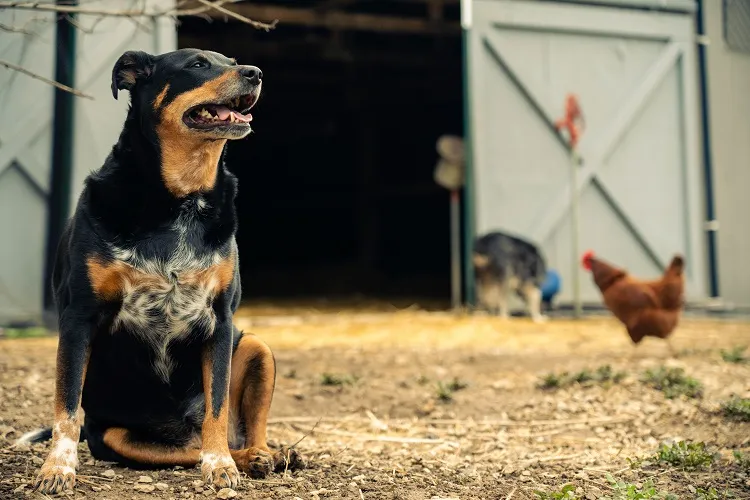 comment empecher un chien d'attaquer les poules blessées que faire astuces gestes habituer protéger