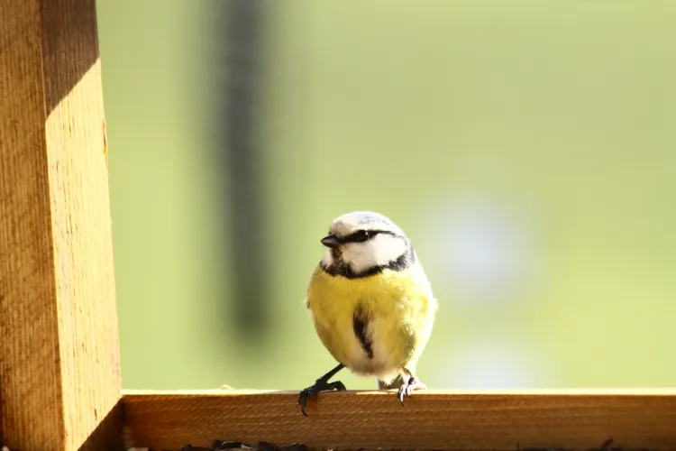 comment éviter que les oiseaux se cognent dans les vitres rideaux rouge gorge mésanges uv