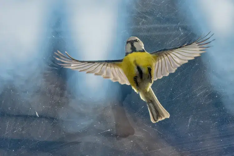 comment éviter que les oiseaux se cognent dans les vitres rideaux rouge gorge mésanges