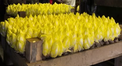 comment faire pousser endives chez soi a la maison en cave dans le noir chicorée de bruxelles